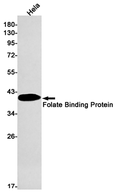 Folate Binding Protein兔单抗,Folate Binding Protein Rabbit Monoclonal Antibody