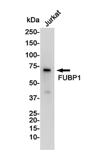 FUBP1兔单抗,FUBP1 Rabbit Monoclonal Antibody