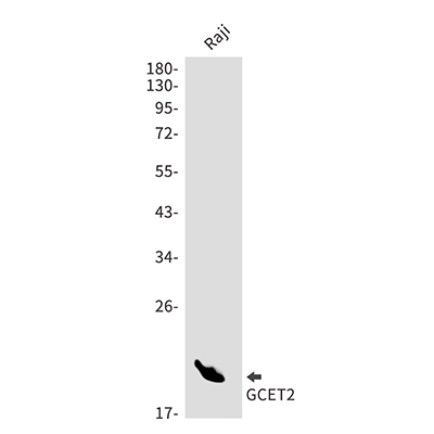 GCET2兔单抗,GCET2 Rabbit Monoclonal Antibody