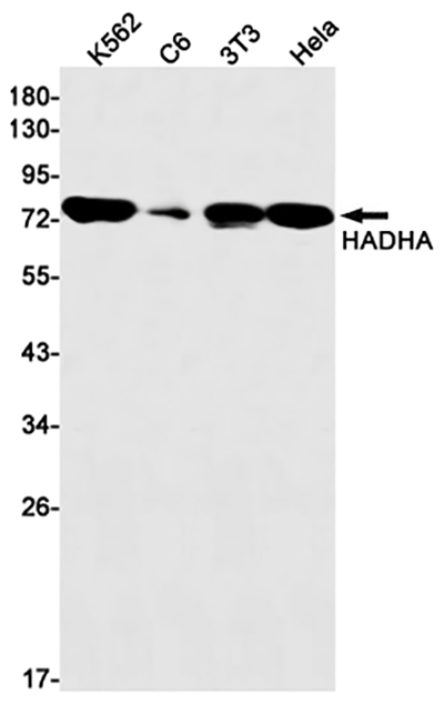 HADHA兔单抗,HADHA Rabbit Monoclonal Antibody