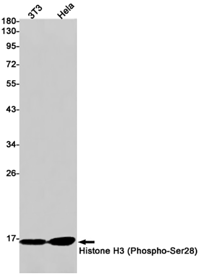 Phospho-Histone H3 (Ser28)兔单抗,Phospho-Histone H3 (Ser28) Rabbit Monoclonal Antibody