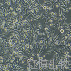 PANC02（小鼠胰腺癌细胞）YB-7022MC