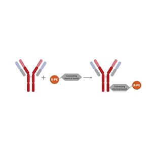 PE-Cy7串联染料抗体快速标记试剂盒,PE-Cy7 Antibody Quick Labeling Kit
