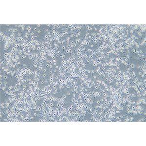 大鼠嗜碱性白血病细胞RBL-2H3