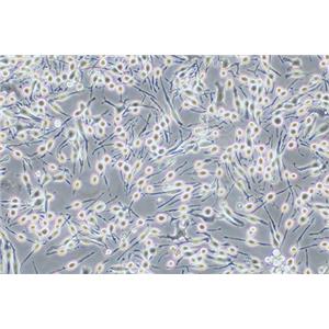 大鼠嗜碱性白血病细胞RBL-2H3