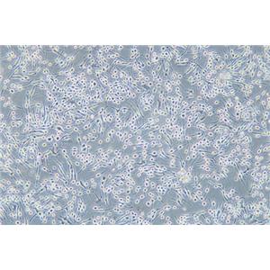 大鼠嗜碱性白血病细胞RBL-2H3