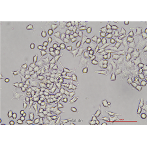 大鼠胰岛β细胞瘤细胞RIN-m5f