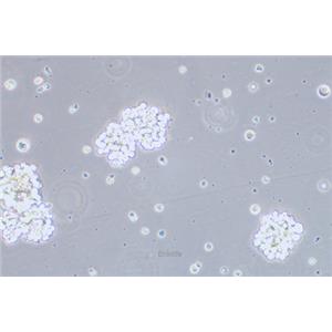 人T淋巴细胞白血病细胞C8166-CD4
