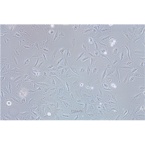 人非小细胞肺癌细胞HCC-44(STR鉴定) | EnkiLife恩玑生命