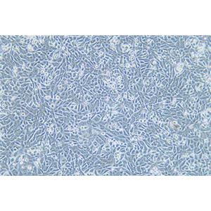 人非小细胞肺癌细胞NCI-H358