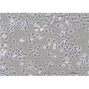 人肺癌细胞NCI-H23 [H23]