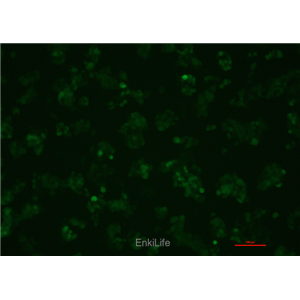 人肝癌细胞-绿色荧光标记HepG2-EGFP