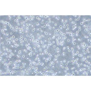 人骨髓增生异常综合征细胞MUTZ-1