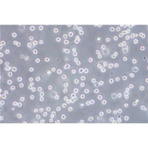 人红白血病细胞Kasumi-1