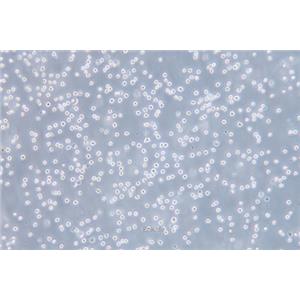 人红白血病细胞Kasumi-1