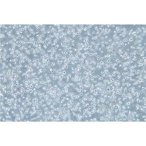 人急性单核细胞白血病细胞MonoMac6