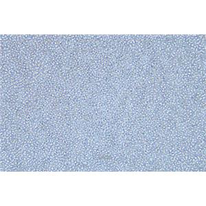 人急性髓性白血病细胞KG-1A