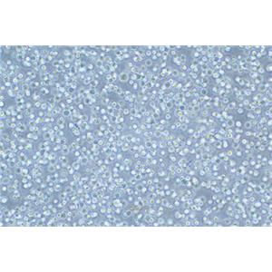 人急性髓性白血病细胞KG-1A