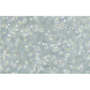 人急性髓性白血病细胞MOLM-13