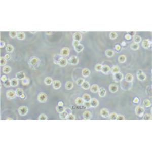 人急性髓性白血病细胞MOLM-13