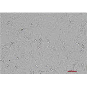 人胶质瘤细胞LN-229(STR鉴定) | EnkiLife恩玑生命