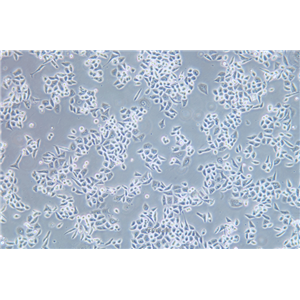 人结肠癌/紫杉醇耐药株HCT-15/Taxol(STR鉴定) | EnkiLife恩玑生命