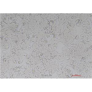 人结肠癌细胞HT-29