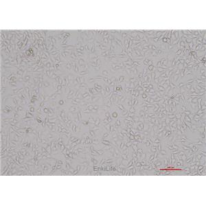 人结肠腺癌细胞RKO(STR鉴定) | EnkiLife恩玑生命