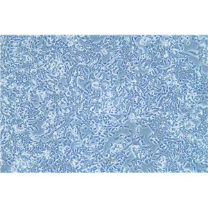 人结直肠癌细胞/氟尿嘧啶耐药株LOVO/5-FU