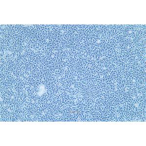 人结直肠癌细胞P53R(STR鉴定) | EnkiLife恩玑生命