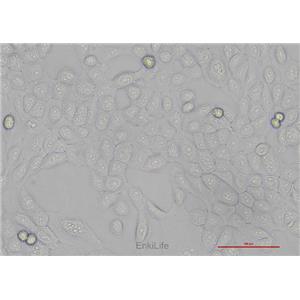 人口腔鳞癌细胞HSC-3