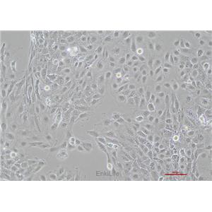 人膜间皮细胞MET-5A
