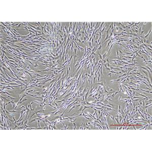 人胚皮肤成纤维细胞CCC-ESF-1