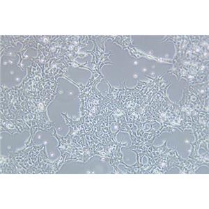 人胚肾细胞293FT