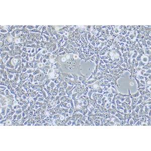 人胚肾细胞293FT