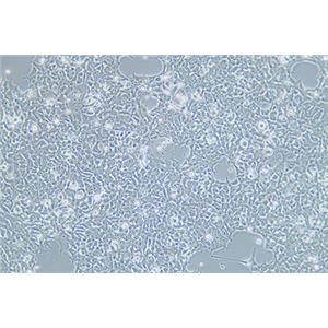 人胚肾细胞293FT