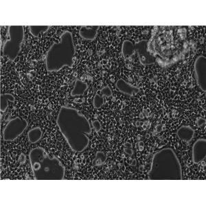 人胚肾细胞293T/17(STR鉴定) | EnkiLife恩玑生命