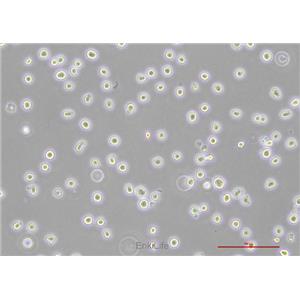 人外周血嗜碱性白血病细胞KU812