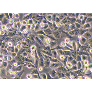 人胰腺癌细胞 PATU8988S