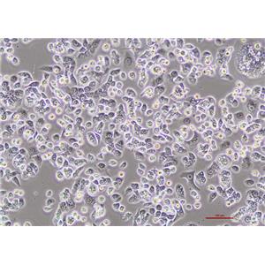 人胰腺癌细胞Capan-1