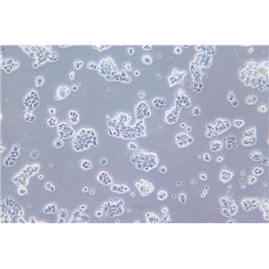 人胰腺癌细胞QGP-1(STR鉴定) | EnkiLife恩玑生命