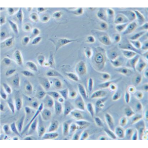 人正常前列腺上皮细胞RWPE-1 (STR鉴定) | EnkiLife恩玑生命