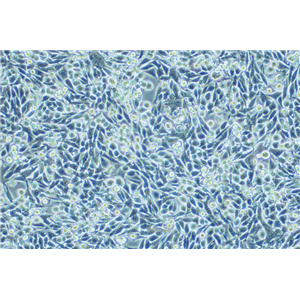 小鼠膀胱癌细胞稳定表达荧光素酶MB49+LUC