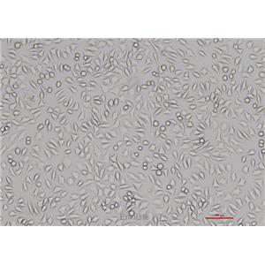 小鼠成纤维细胞L-929(种属鉴定) | EnkiLife恩玑生命