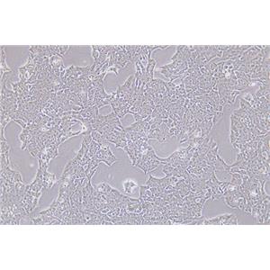 小鼠垂体瘤细胞GT1-1