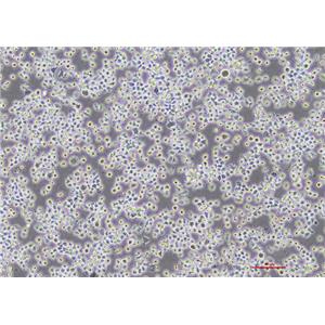 小鼠单核巨噬细胞J774A.1