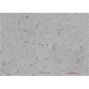 小鼠骨样细胞MLO-Y4