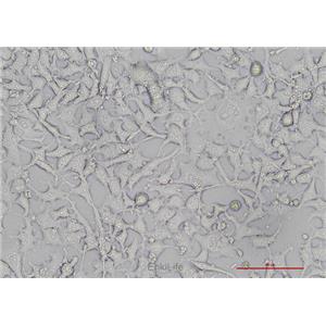 小鼠骨样细胞MLO-Y4