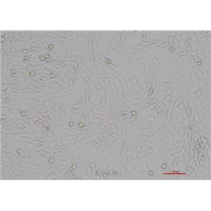 小鼠海马神经元细胞HT22