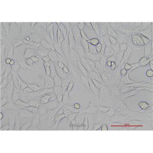 小鼠海马神经元细胞HT22